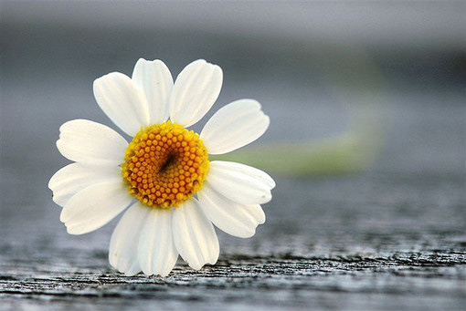 菲民调称超八成人支持状告中国 政府&ldquo;欢欣鼓舞&rdquo;