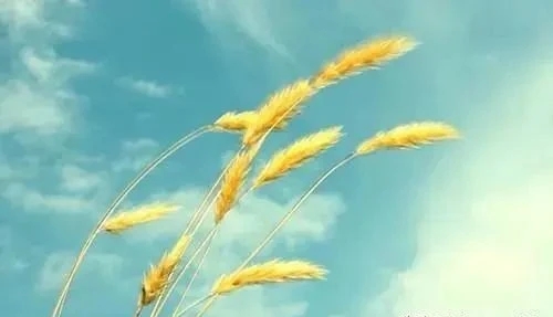 在追逐青春梦想的路上同时不忘静赏岁月花开