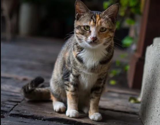 风吹岁月间，念于深秋中